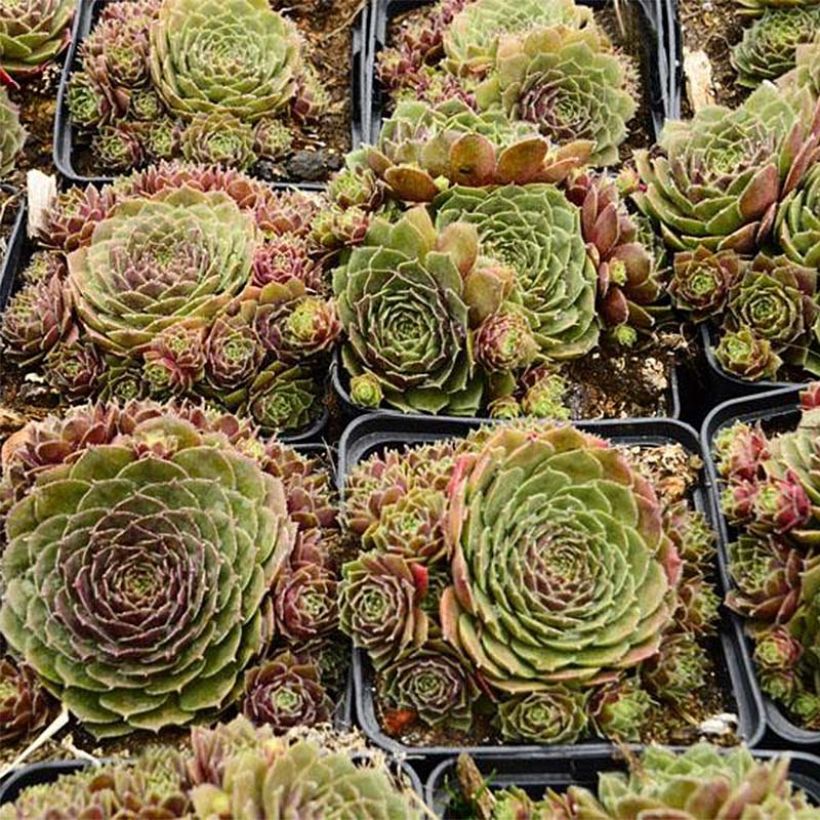 Hauswurz Granat - Sempervivum (Plant habit)
