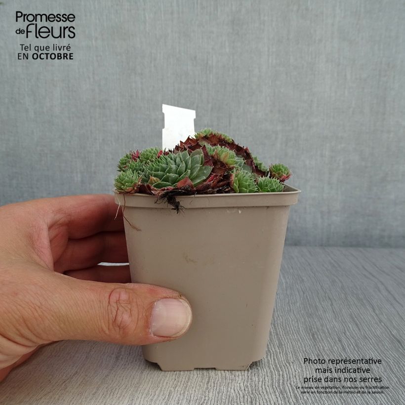 Example of Hauswurz Granat - Sempervivum Kleine Töpfe von 8/9 cm as you get in automne