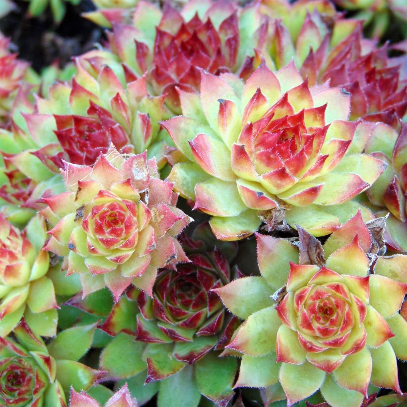 Hauswurz Noir - Sempervivum (Flowering)
