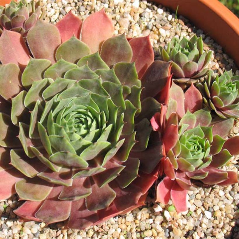 Hauswurz Othello - Sempervivum (Flowering)
