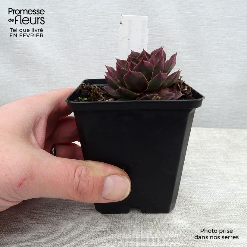 Exemplar von Hauswurz Othello - Sempervivum Kleine Töpfe von 8/9 cm wie im Winter geliefert