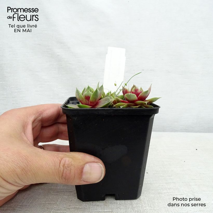 Exemplar von Hauswurz Othello - Sempervivum Kleine Töpfe von 8/9 cm wie im Frühjahr geliefert