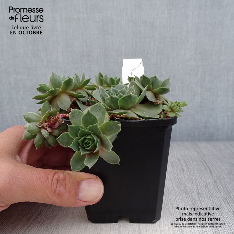 Example of Hauswurz Othello - Sempervivum Kleine Töpfe von 8/9 cm as you get in automne