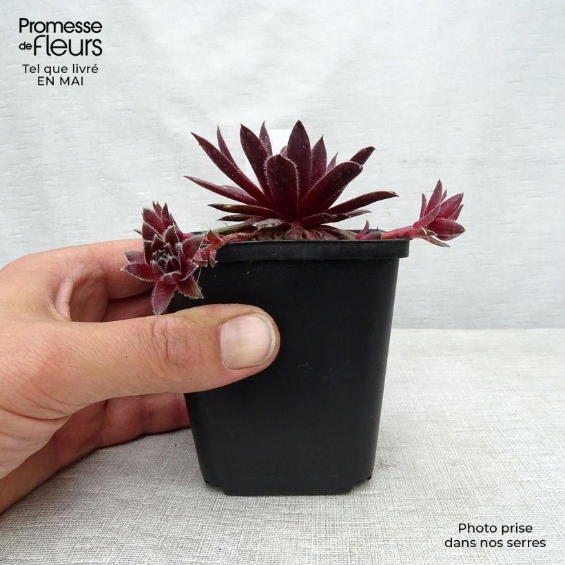 Exemplar von Hauswurz Pilatus - Sempervivum Kleine Töpfe von 8/9 cm wie im Frühjahr geliefert