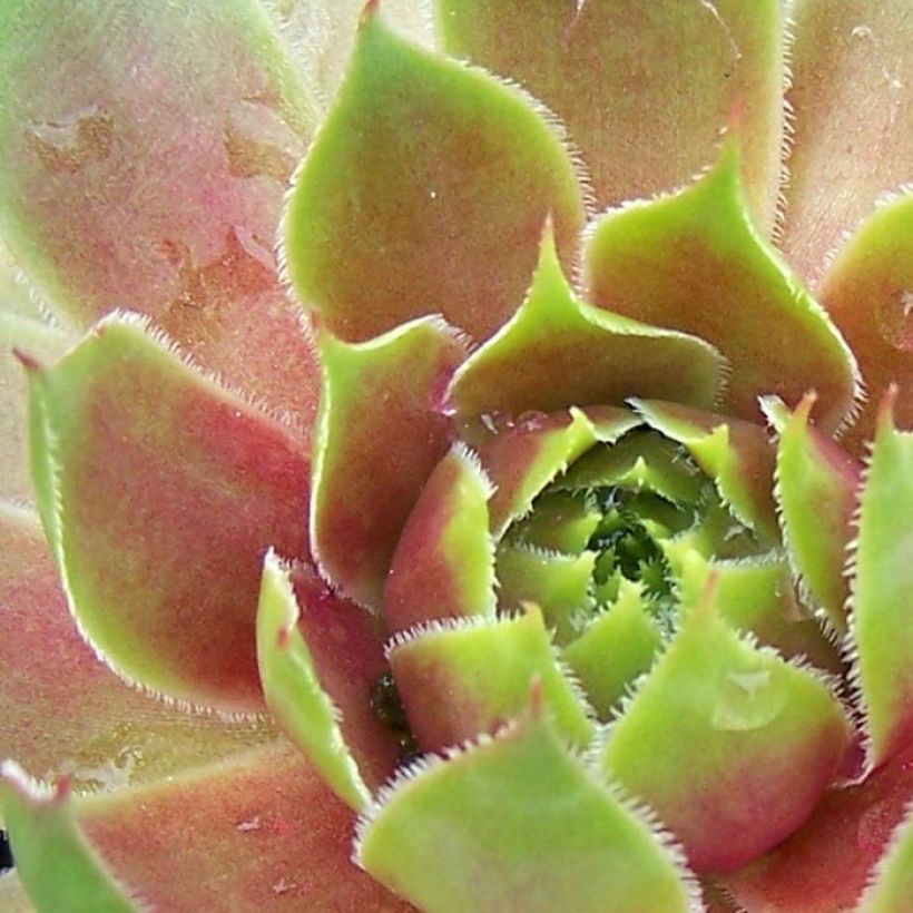 Hauswurz Pseudo-ornatum - Sempervivum (Foliage)
