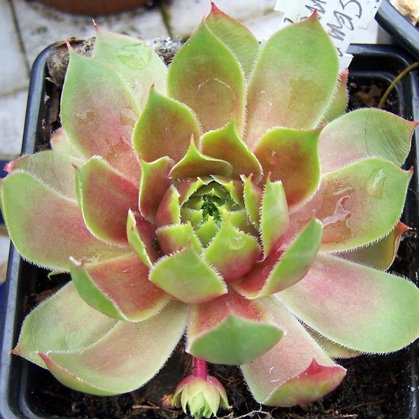 Hauswurz Pseudo-ornatum - Sempervivum (Plant habit)