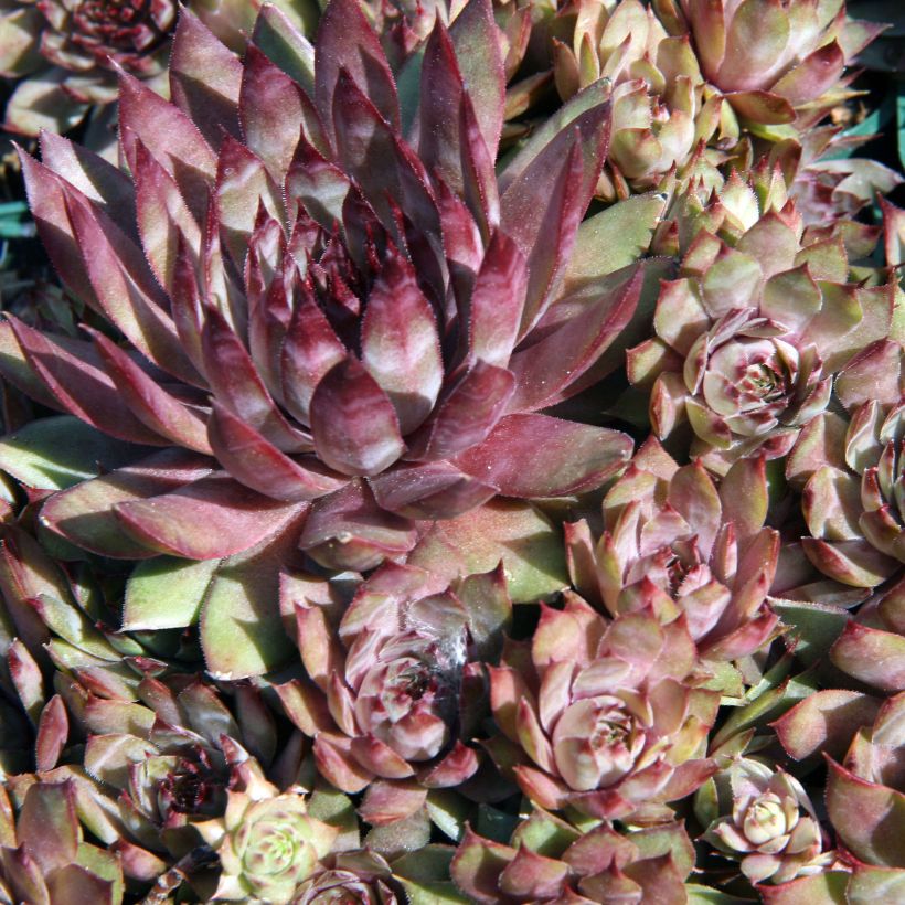 Hauswurz Purple Beauty - Sempervivum (Foliage)