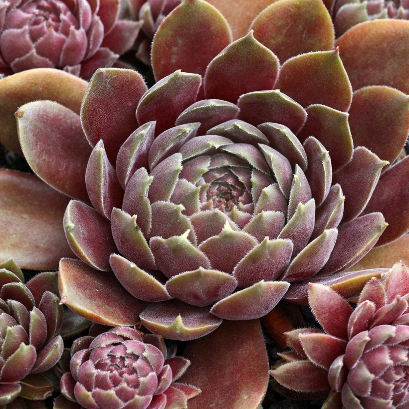 Hauswurz Rauher Kulm - Sempervivum (Foliage)