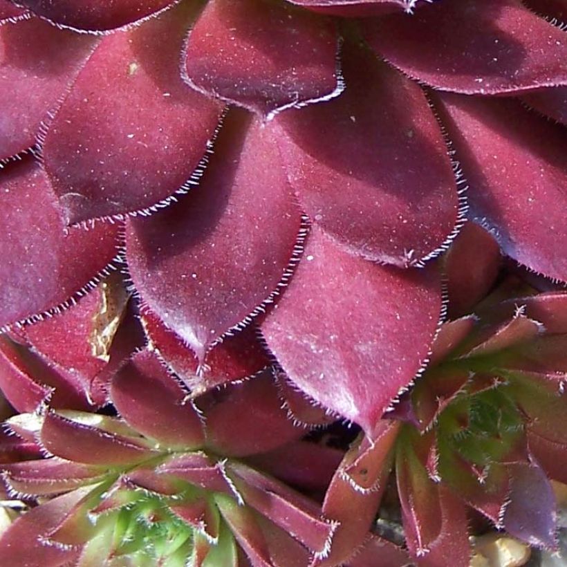 Hauswurz Rubin - Sempervivum (Foliage)