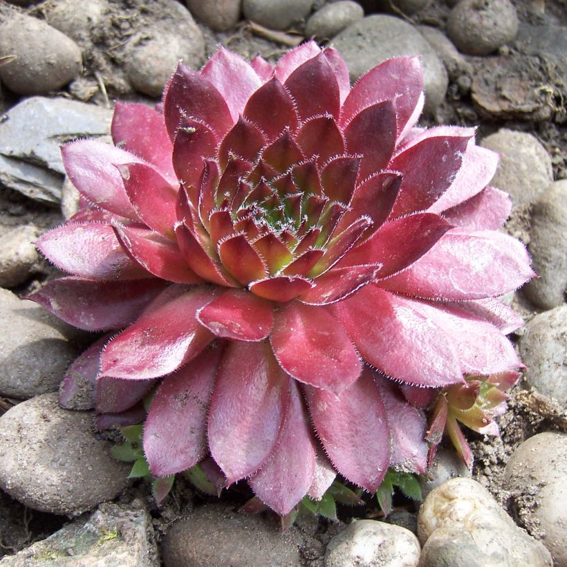 Hauswurz Rubin - Sempervivum (Plant habit)