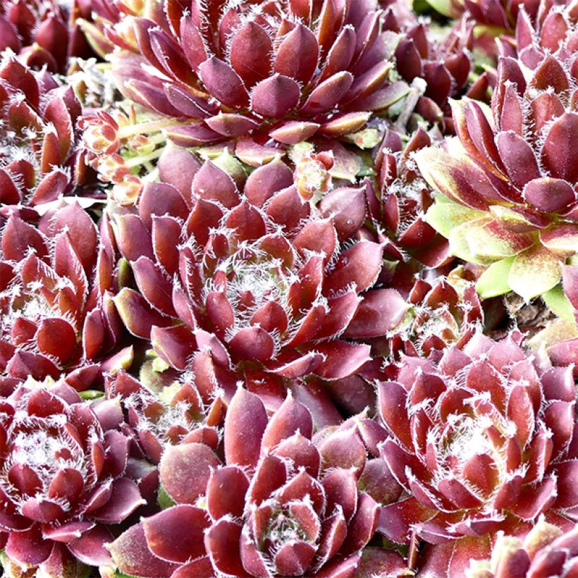 Hauswurz Silberkarneol - Sempervivum (Foliage)