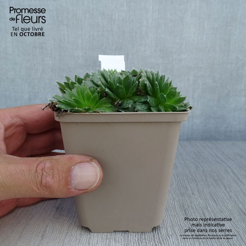 Example of Hauswurz Silberkarneol - Sempervivum Kleine Töpfe von 8/9 cm as you get in automne