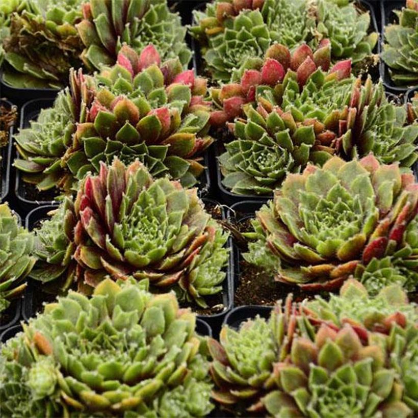 Hauswurz Red Velvet - Sempervivum erythraeum (Foliage)