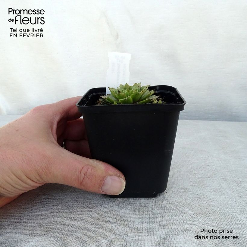Example of Hauswurz Red Velvet - Sempervivum erythraeum Kleine Töpfe von 8/9 cm as you get in hiver