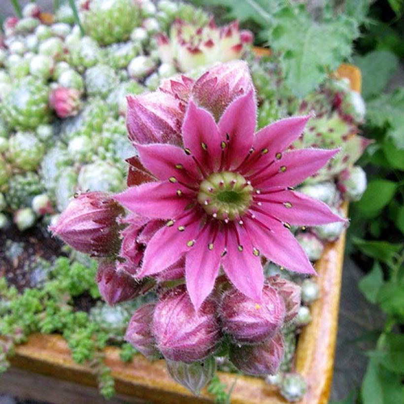 Hauswurz - Sempervivum arachnoideum (Flowering)