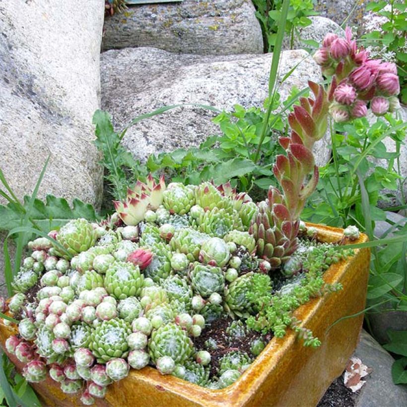 Hauswurz - Sempervivum arachnoideum (Plant habit)