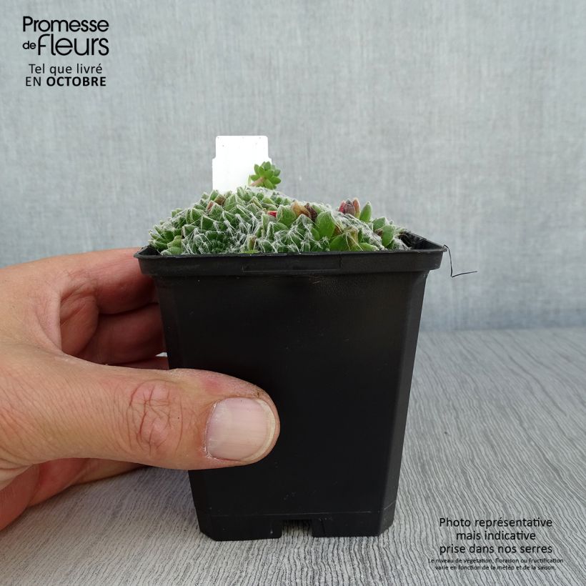 Example of Hauswurz - Sempervivum arachnoideum Kleine Töpfe von 8/9 cm as you get in automne
