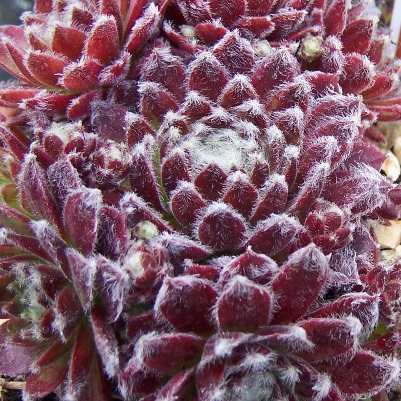 Hauswurz Rubrum - Sempervivum arachnoideum (Foliage)