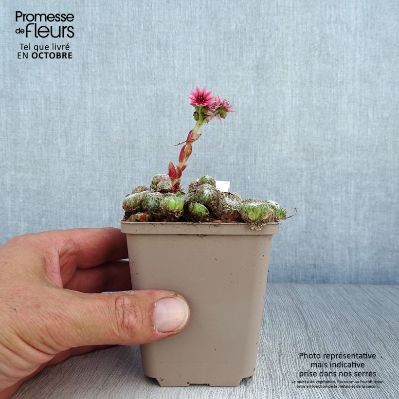Example of Hauswurz Rubrum - Sempervivum arachnoideum Kleine Töpfe von 8/9 cm as you get in automne