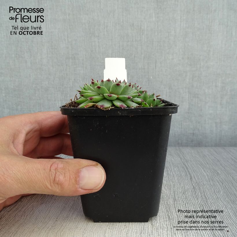 Example of Hauswurz - Sempervivum calcareum Kleine Töpfe von 8/9 cm as you get in automne