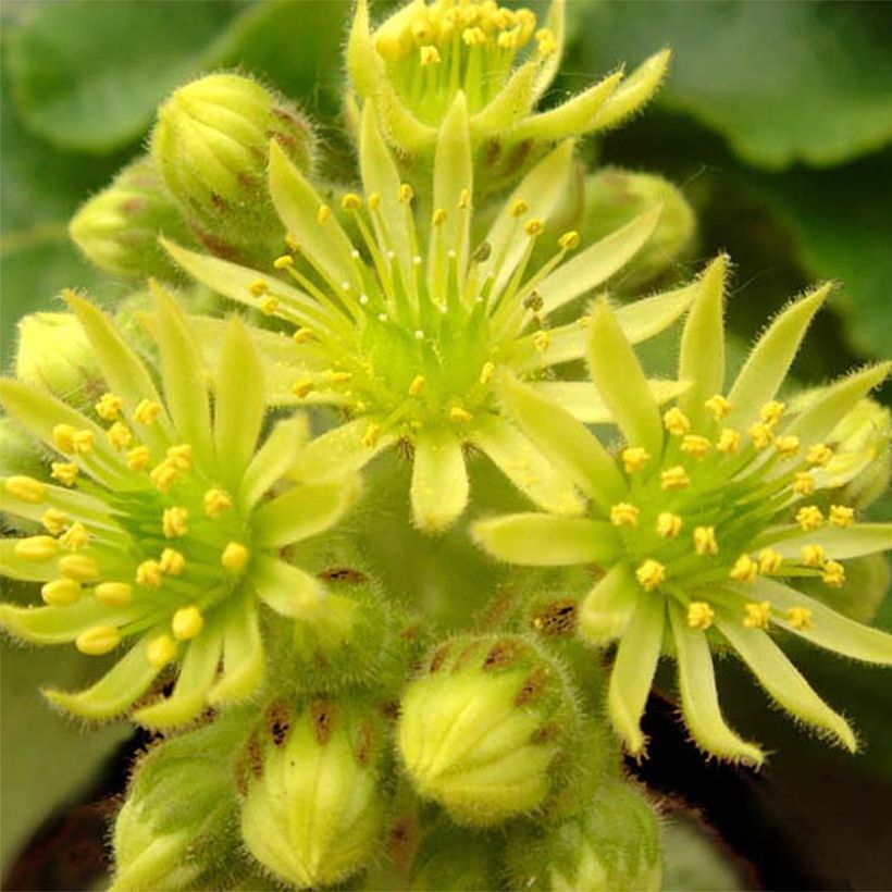 Hauswurz var. borisii - Sempervivum ciliosum (Flowering)