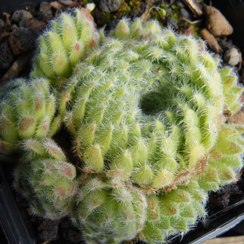 Hauswurz var. borisii - Sempervivum ciliosum (Plant habit)