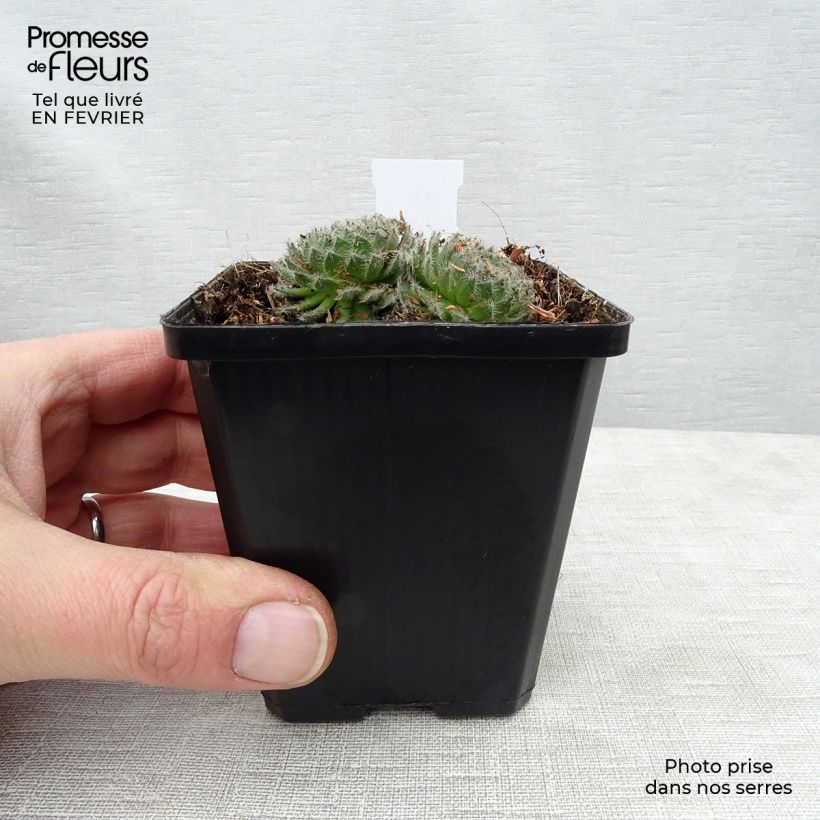 Exemplar von Hauswurz var. borisii - Sempervivum ciliosum Kleine Töpfe von 8/9 cm wie im Winter geliefert