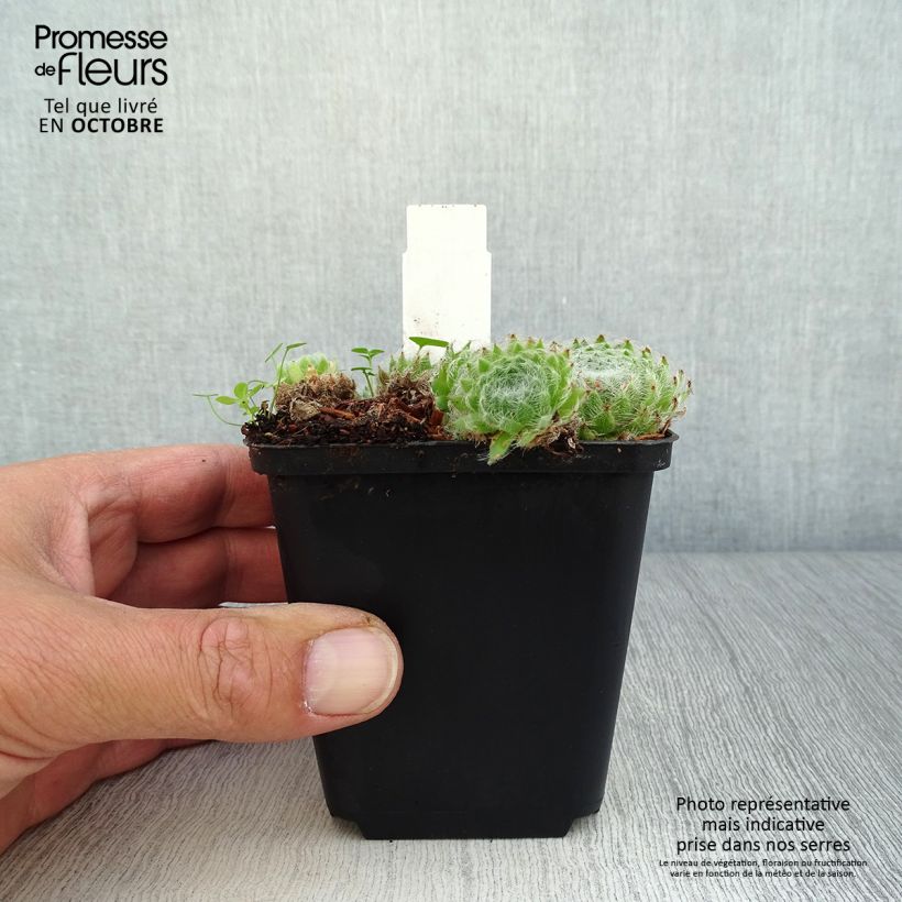Example of Hauswurz var. borisii - Sempervivum ciliosum Kleine Töpfe von 8/9 cm as you get in automne