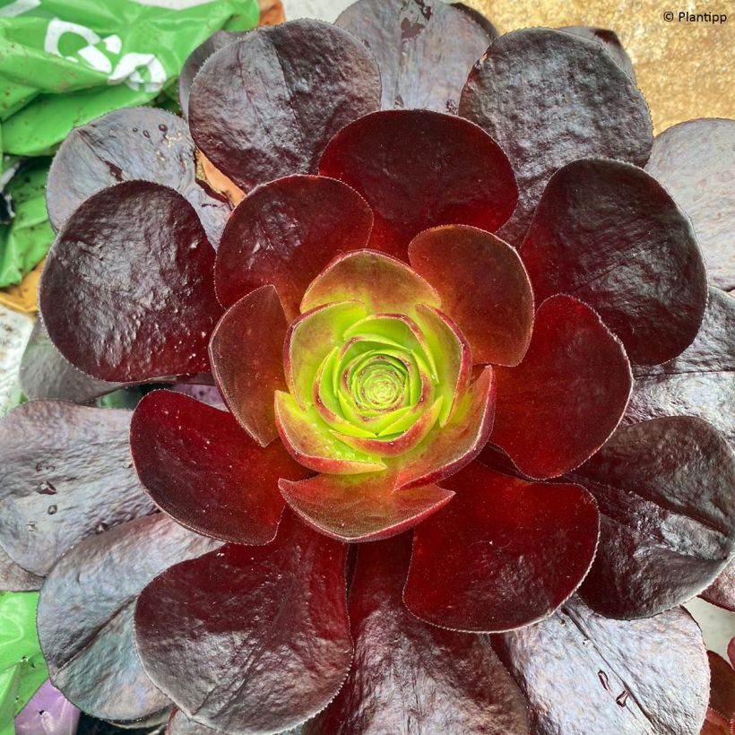 Semponium Destiny - Hybrid-Aeonium (Foliage)