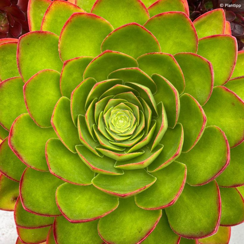 Semponium Diamond - Hybrid-Aeonium (Foliage)
