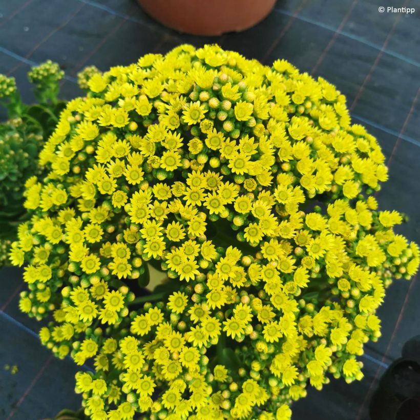 Semponium Diamond - Hybrid-Aeonium (Flowering)