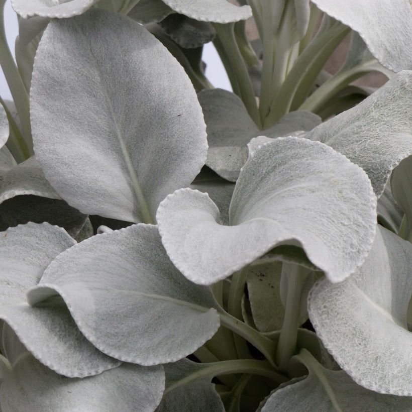 Senecio cineraria var. candicans Angel Wings - Kreuzkraut (Foliage)