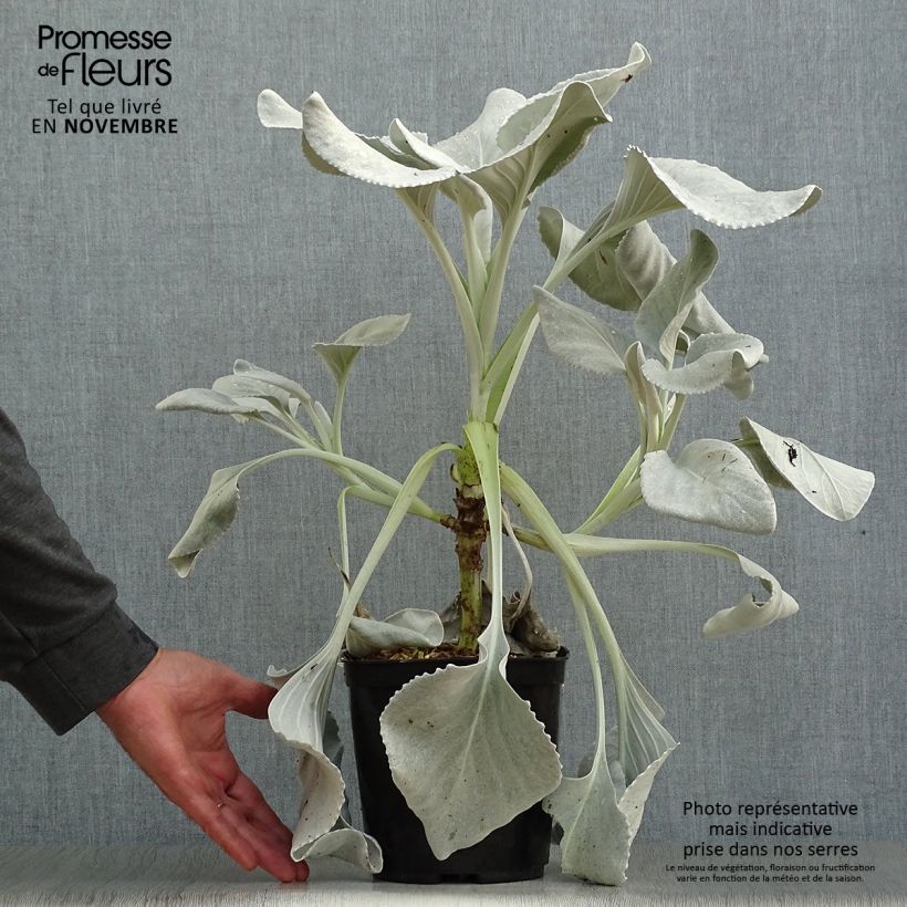 Example of Senecio cineraria var. candicans Angel Wings - Kreuzkraut Topf mit 2L/3L as you get in automne