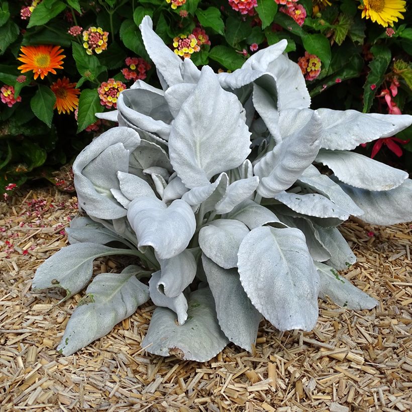 Senecio cineraria var. candicans Angel Wings - Kreuzkraut (Plant habit)