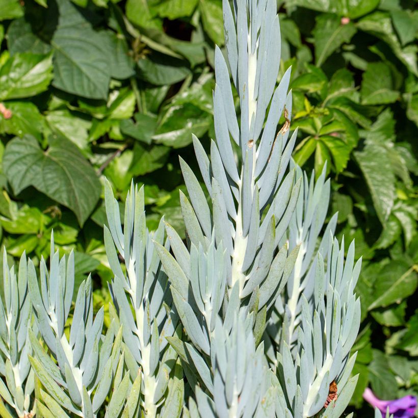 Senecio ficoides - Sukkulente Curio ficoides (Foliage)