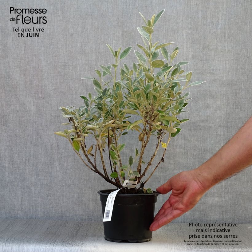 Exemplar von Senecio greyi Sunshine - Kreuzkraut Topf mit 2L/3L wie im Sommer geliefert