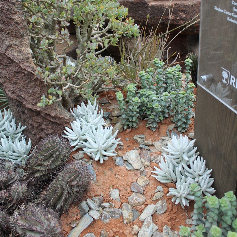 Senecio haworthii - Kreuzkraut (Hafen)