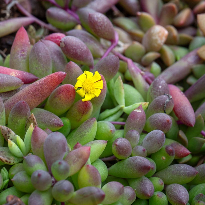 Erbsenpflanze - Senecio herreianus Purple Flush (Flowering)