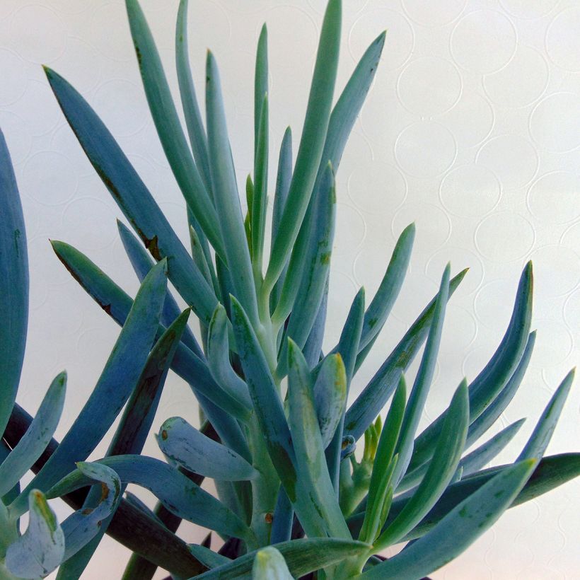 Senecio talinoides subsp. mandraliscae - Kreuzkraut (Foliage)