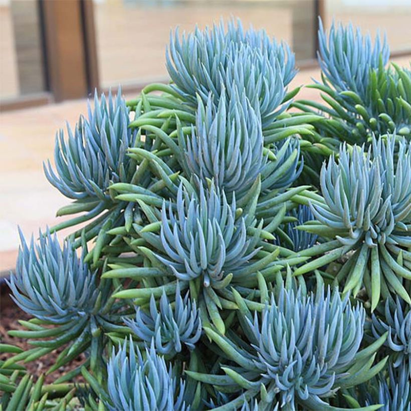 Senecio talinoides subsp. mandraliscae - Kreuzkraut (Plant habit)