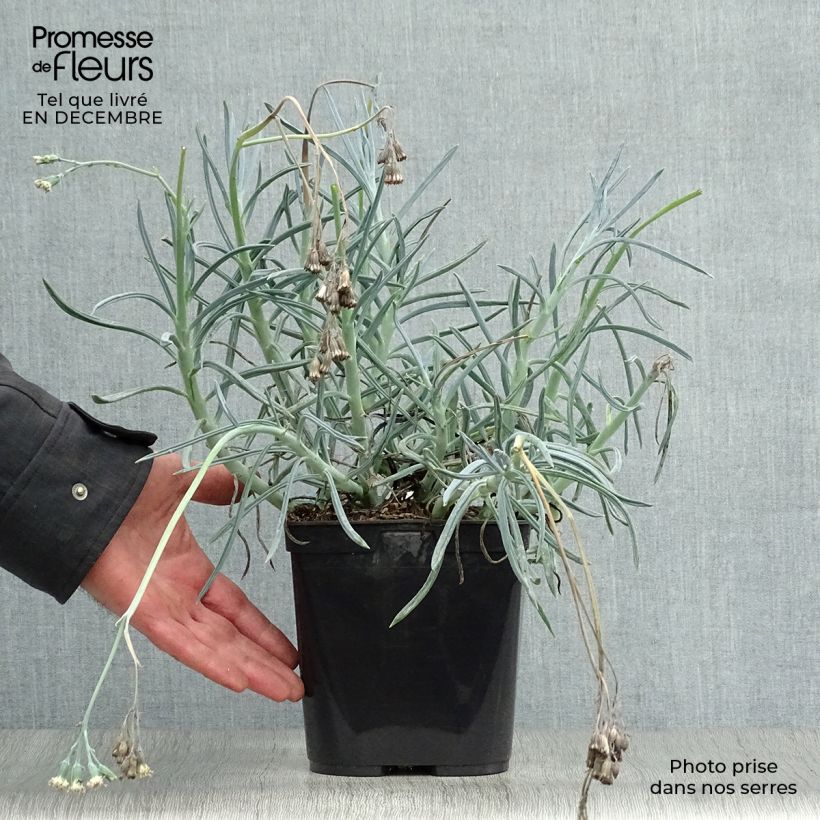 Exemplar von Senecio talinoides subsp. mandraliscae - Kreuzkraut Topf mit 2L/3L wie im Winter geliefert