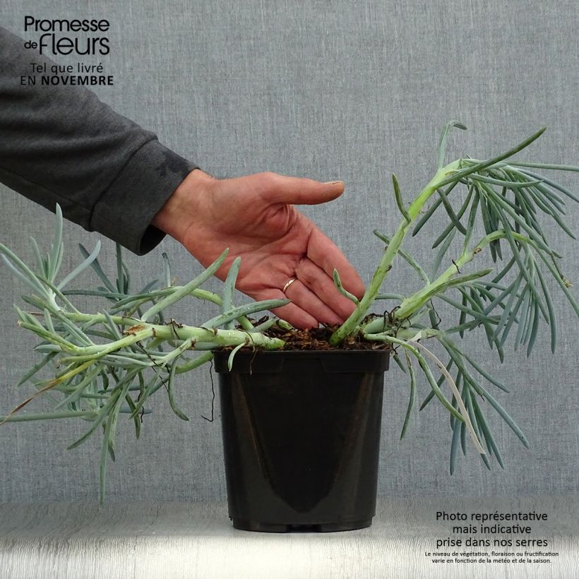 Example of Senecio talinoides subsp. mandraliscae - Kreuzkraut Topf mit 2L/3L as you get in automne