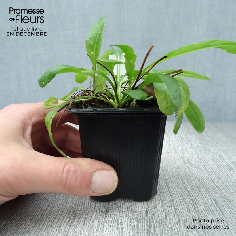 Exemplar von Senecio polyodon - Kreuzkraut Kleine Töpfe von 8/9 cm wie im Winter geliefert