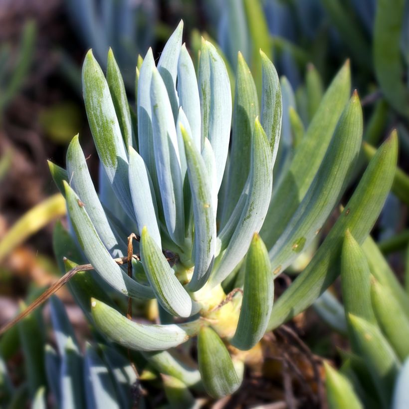 Senecio serpens - Kreuzkraut (Laub)