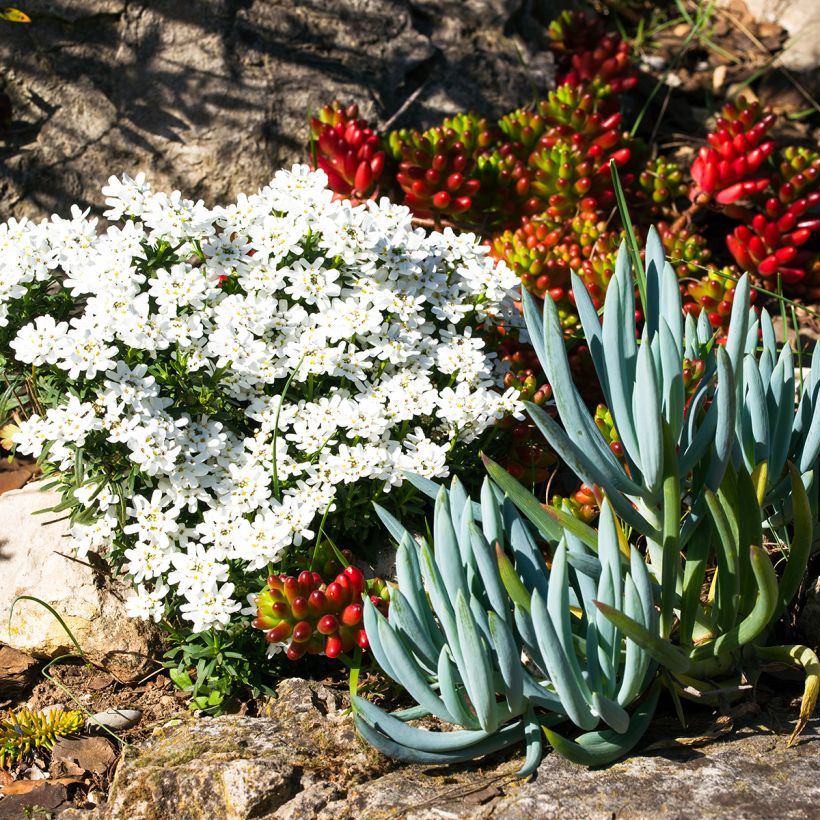 Senecio serpens - Kreuzkraut (Hafen)