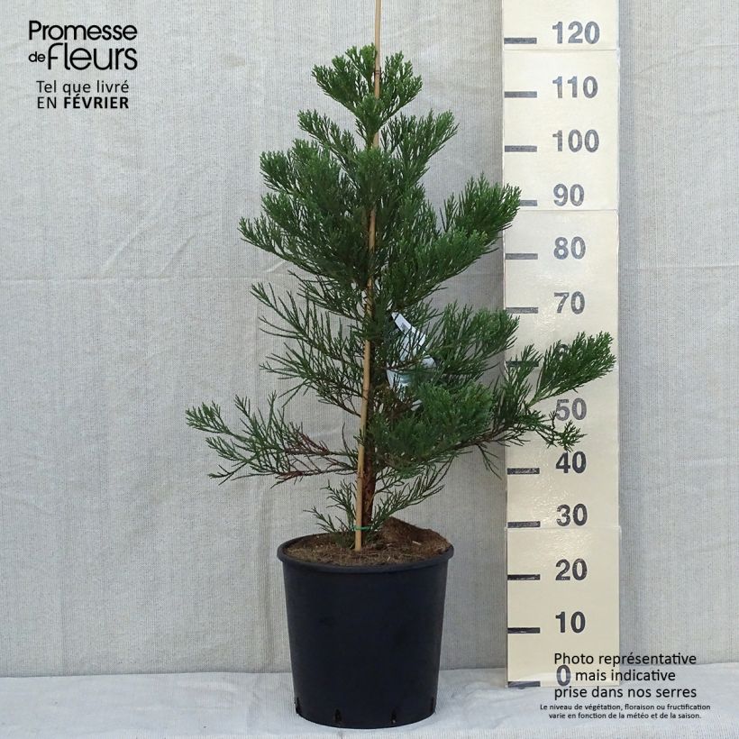 Example of Sequoiadendron giganteum Greenpeace - Bergmammutbaum Topf mit 18L/20L as you get in automne