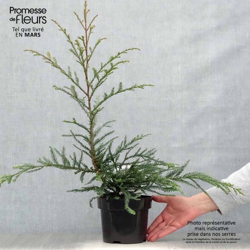Exemplar von Sequoia sempervirens Adpressa - Küstenmammutbaum Topf mit 3L/4L wie im Frühjahr geliefert