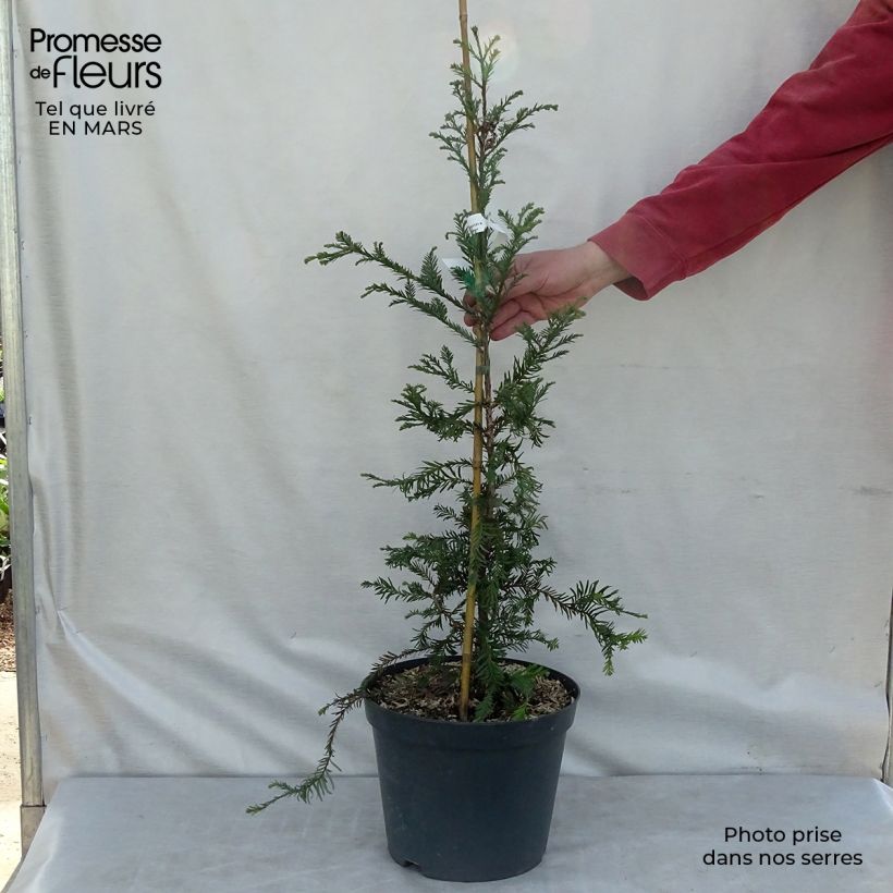 Exemplar von Sequoia sempervirens - Küstenmammutbaum Topf mit 7,5L/10L wie im Winter geliefert