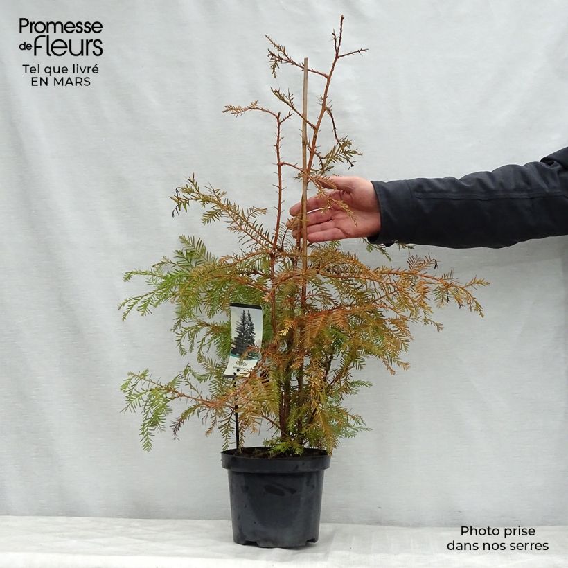 Exemplar von Sequoia sempervirens - Küstenmammutbaum Topf mit 3L/4L wie im Frühjahr geliefert