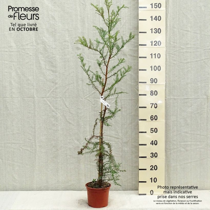 Example of Sequoia sempervirens - Küstenmammutbaum Topf mit 3L/4L as you get in automne
